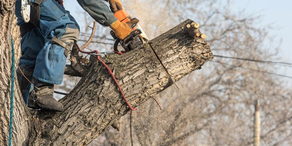 Élagage arbres Rambouillet
